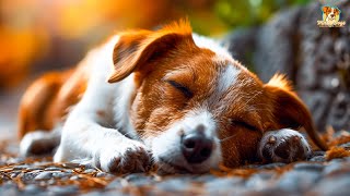 8 Hours Music Dogs Healing Soul  Calming Music Relaxing Dog | Helps Dogs Live Longer And Friendlier