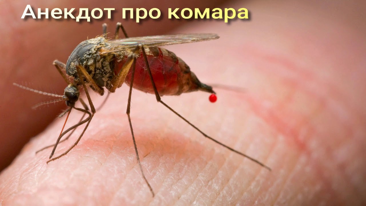 Какую кровь кусают комары. Кровососущие насекомые комары. Кровососущие насекомые Муха. Кровососущие Двукрылые насекомые. Кровосос комар.