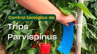 Trips parvispinus: así se hace control biológico en pimiento.