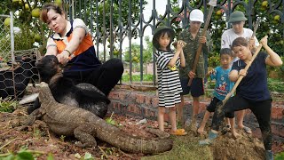 Rescue KIKO Goat Attacked by Dragon KOMODO - Harvest Canarium Fruit on Garden Goes to Market Sell