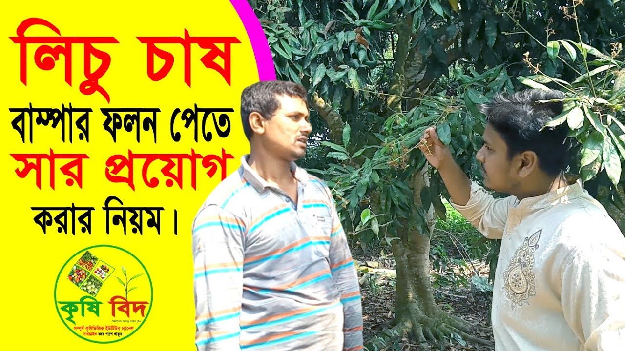 ⁣লিচু গাছে সার প্রয়োগের নিয়ম | KrishiBID