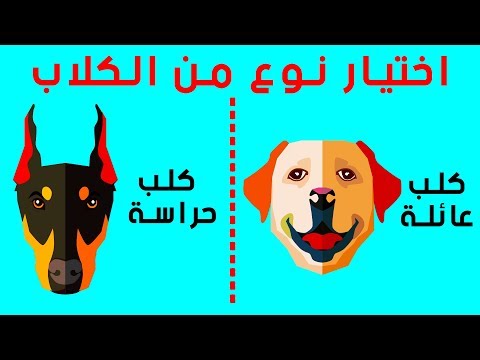 فيديو: ما هو أفضل كلب للاختيار