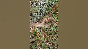 cobra got caught in fence wire