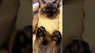 Adopt These Cats, and Luck Will Follow You!-Siamese Cat #cat #pets