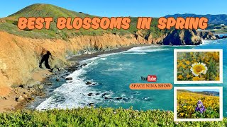 Hidden Spring Magic at Mori Point | Pacific Coast Bloom Like You’ve Never Seen | Space Nina Show