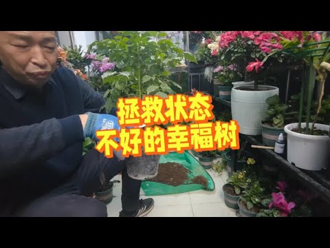 养花老胡:幸福树移栽全攻略 #种花 #园艺花卉 #阳台花园 #养花 #露台花园 #园艺生活 #绿植 - YouTube