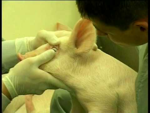 Vídeo: Una Nova Prova Promet L'alerta Precoç De Malalties Renals En Animals De Companyia
