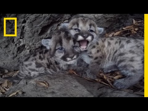 Mountain Lion Kittens Spotted on Camera | National Geographic