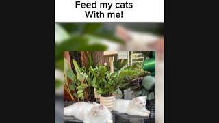 Feed my cats with me!