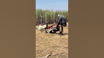 Threshing rice #farmerlife #trendingshorts #youtubeshorts #farming #ricecultivation #threshing