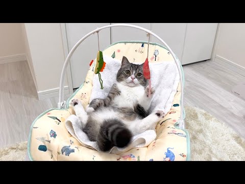 猫に赤ちゃん用のバウンサーをあげたら大喜びでかわいすぎた笑