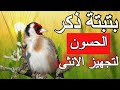 batbata sound goldfinch بتبتة لذكر الحسون لتحفيز  انثى على التزاوج