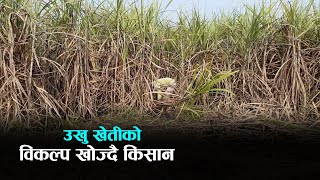 नाफा कम भएपछि उखु किसानले खोज्न थाले विकल्प  | Kantipur Samachar