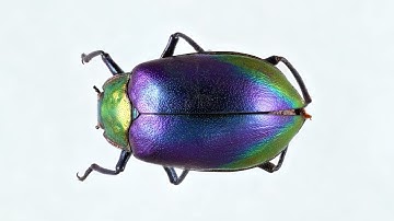 Australian Museum: What is Entomology?