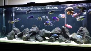 Very Active African Peacock and Hap Tank Crystal Clear Water   Feeding