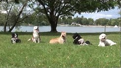 Hundezentrum Hamminkeln Hundezentrum Hamminkeln