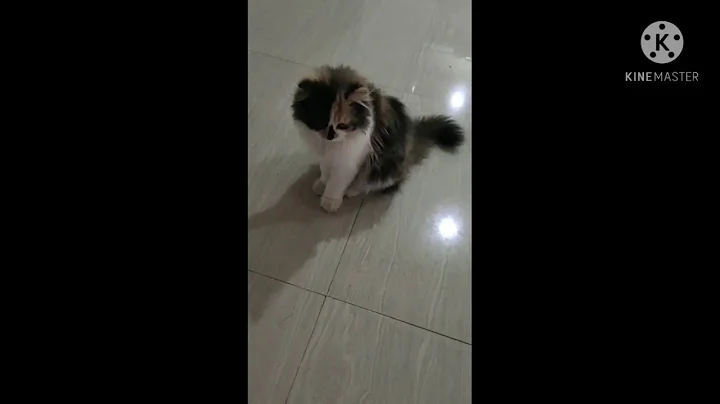 Video 2244691: persian cat calico colour, persiancat calico, cat calico female