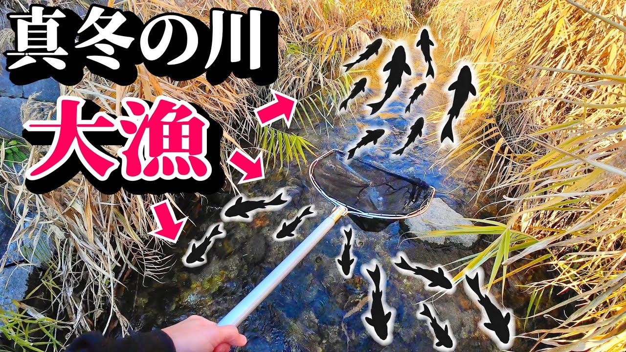 新年早々に川入ったら大漁だったので水槽で観察する！