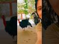 Singing Battle With My Turkey Bird 🦃🎶 | He Replies to Every Word! #turkeychicks