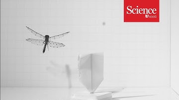 The secret to the dragonfly’s backwards flight
