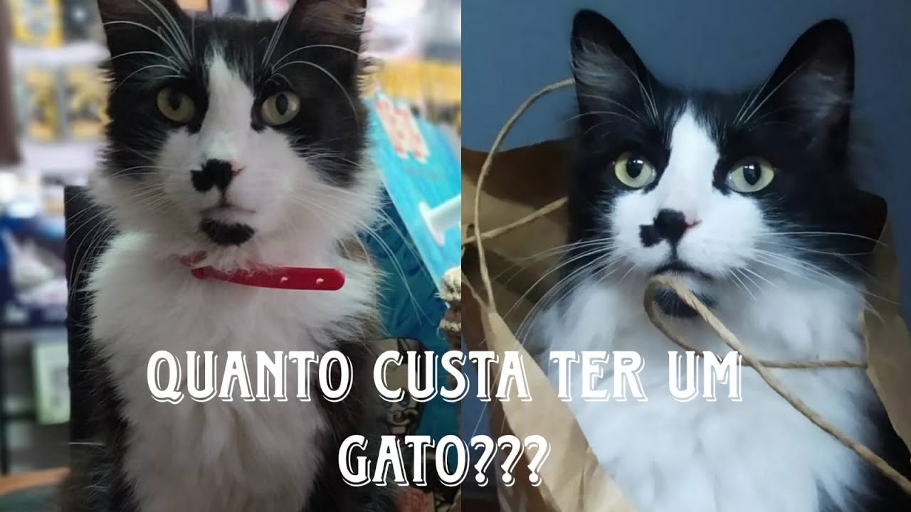 Quanto custa ter um gato? YouTube