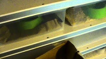 Snake Room Tour and Boa Breeding Update DEc 2012