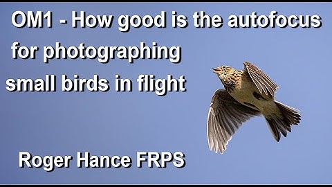 OM1 -  How good is the autofocus for photographing small birds in flight ?