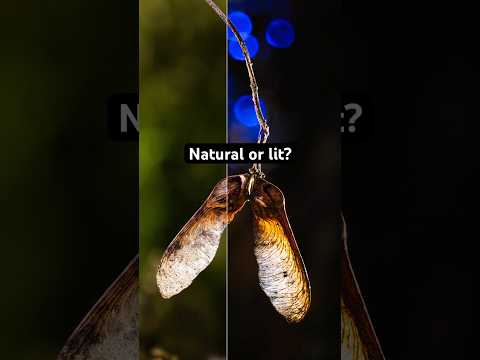 Natural or Lit? (Macro)