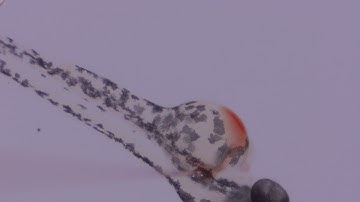 Duct of Cuvier Zebrafish Injection