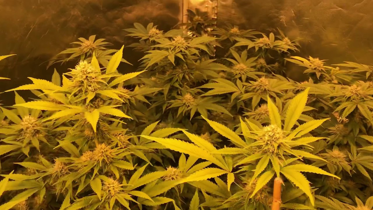 Remo Nutrients grow diary video 5