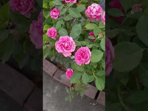 Vídeo: Pink Garden Design - Jardinagem com plantas cor de rosa