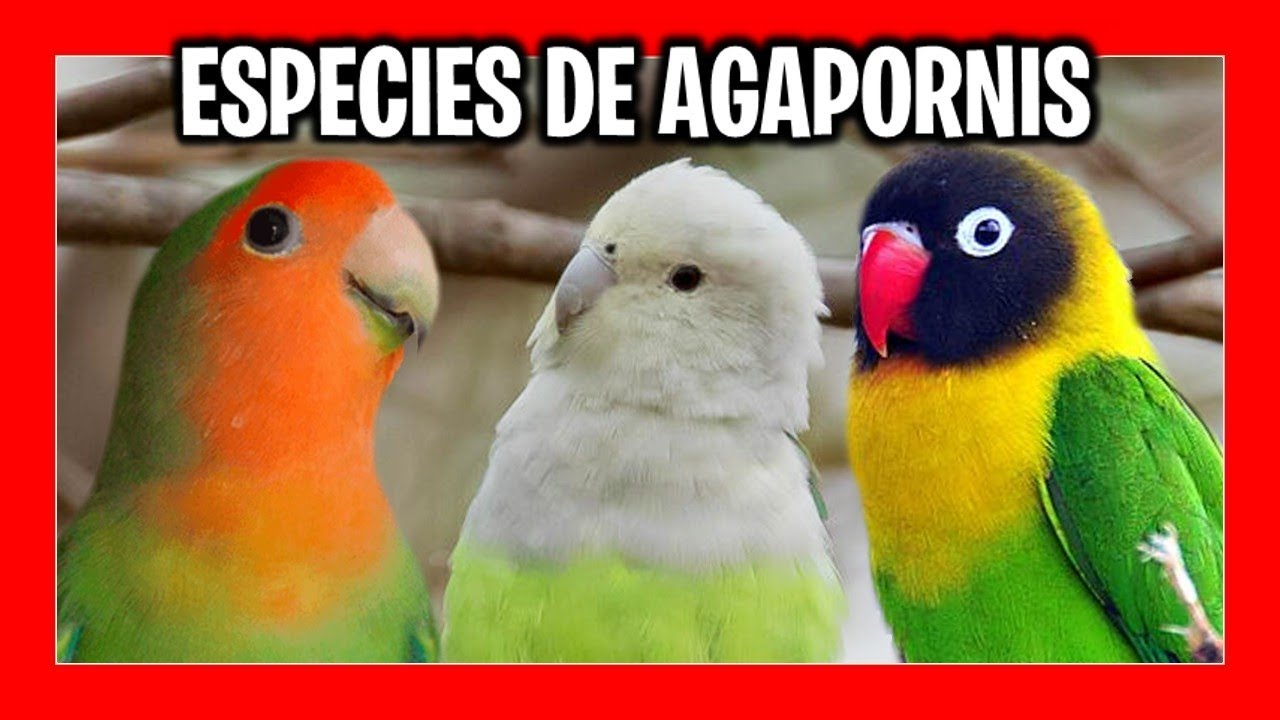 ✅ Виды неразлучников | виды неразлучников