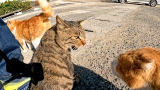 茶トラ猫軍団に馴染めないキジトラ猫ちゃん