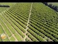 Phassouri Orange and Grapefruit plantations in Limassol by Cyprus from Above and Oramatech