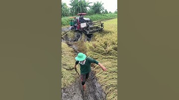 Yanmar Aw 82 gặt đất lầy🤗🤗