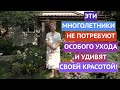 САМЫЕ КРАСИВЫЕ И  НЕПРИХОТЛИВЫЕ МНОГОЛЕТНИКИ В МОЕМ САДУ!