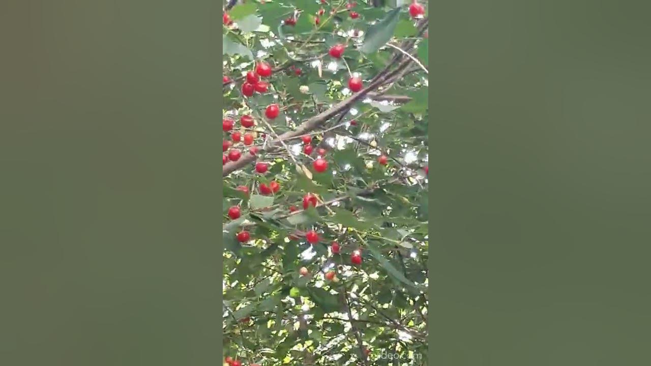 вишня - YouTube