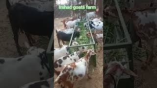 barbari goatfarm indapamaubidhuna topquality cirg etawah uttar_pradesh