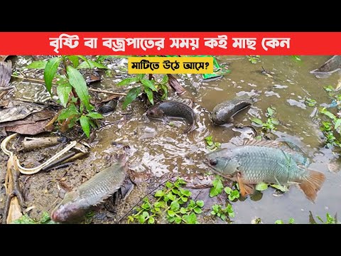 ভিডিও: একটি মাছ গাফ করা কি এটিকে মেরে ফেলে?