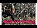 How to bind your apple trees results of binding