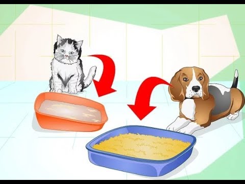 Cách dạy chó đi vệ sinh vào hộp, hướng dẫn chó đi vệ sinh đúng chỗ