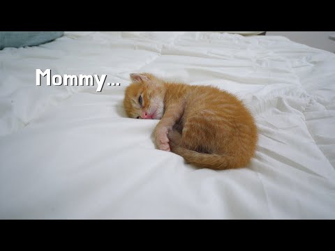 A <strong>Baby</strong> Kitten Fell Down From Crying While <strong>Missing</strong> His Mother