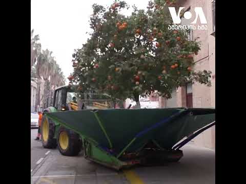 ესპანეთში ფორთოხალს \"ტრაქტორით კრეფენ