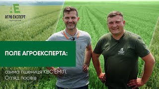 ПОЛЕ АГРОЕКСПЕРТА: озима пшениця КВС ЕМІЛ від ТОВ 