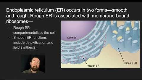 Cell Structure and Function  Subcellular Structures