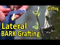 LATERAL BARK Grafting Technique | Using DORMANT and GREEN Scion Wood