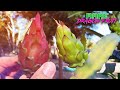 My PAUL THOMSON DRAGON FRUIT COLLECTION / TASTINGS and NEW VARIETIES / 2021 YEAR in REVIEW