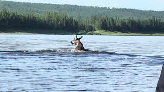 Подкаменная Тунгуска и притоки.