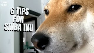 6 Tips to Raise Your First Shiba Inu