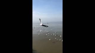 Seagulls Winter Journey